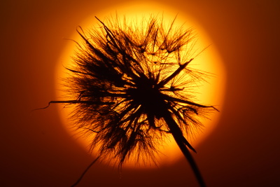 A dandelion slihouetted against the sunset