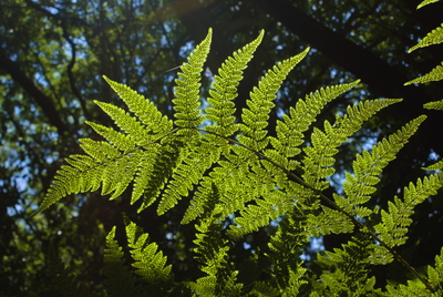 A fern in full spore silhouetted