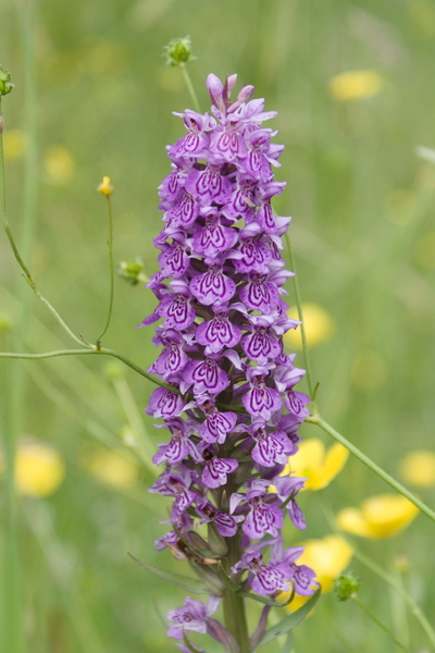A Marsh Orchid