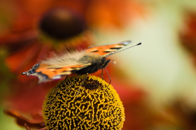 A Peacock butterfly feeding on a flower