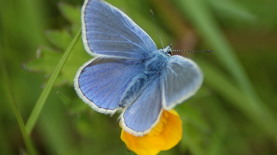 A fluffy blue butterfly