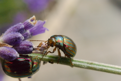 Chrysolinia americana beetles on rosemary