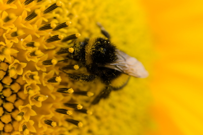 A closeup of a bumble-bee dusted with sunflower pollen