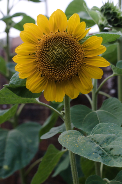 A portrait of a sunflower