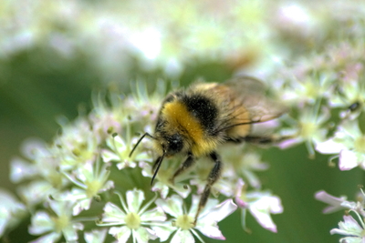 A fluffy bumble bee in soft focus
